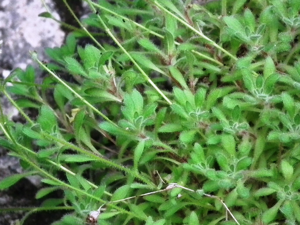 Saxifraga presolanensis / Sassifraga della Presolana